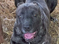 cane corso tigrato